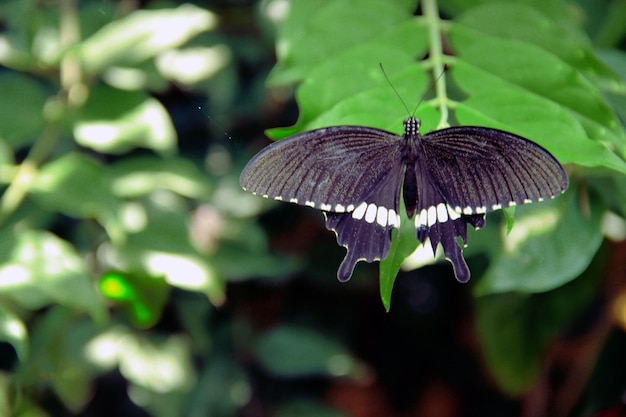 uma borboleta está em uma folha com uma faixa branca
