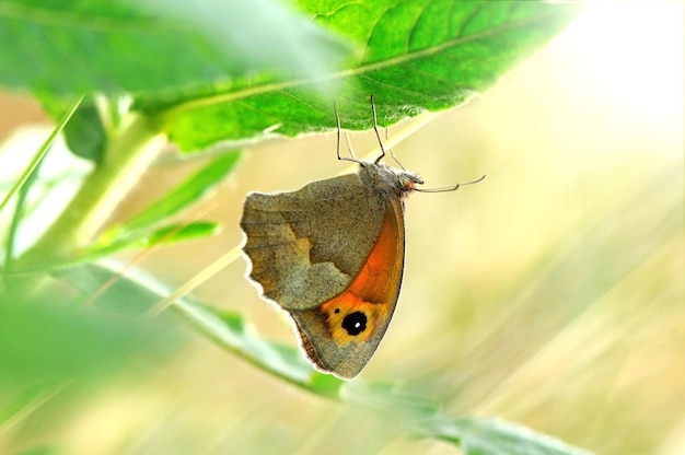 uma borboleta está em uma folha verde com o sol brilhando através dela