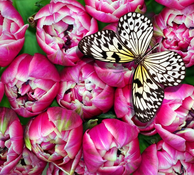 Uma borboleta está numa flor com uma borboleta nela.