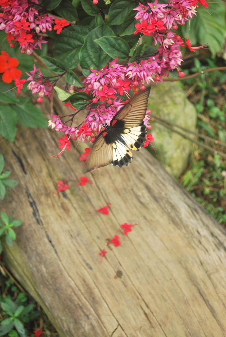 Foto uma borboleta está voando sobre um arbusto de flores vermelhas a borboleta é preta e branca foco seletivo