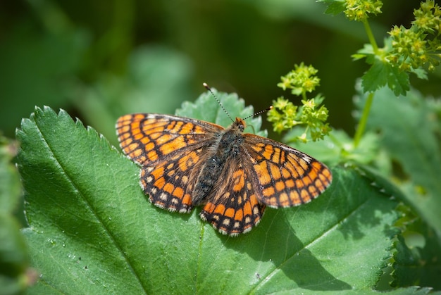 Uma borboleta laranja em um fundo verde sentado em uma folha de Melitaea athalia