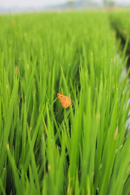 Uma borboleta laranja empoleirada em uma planta de arroz