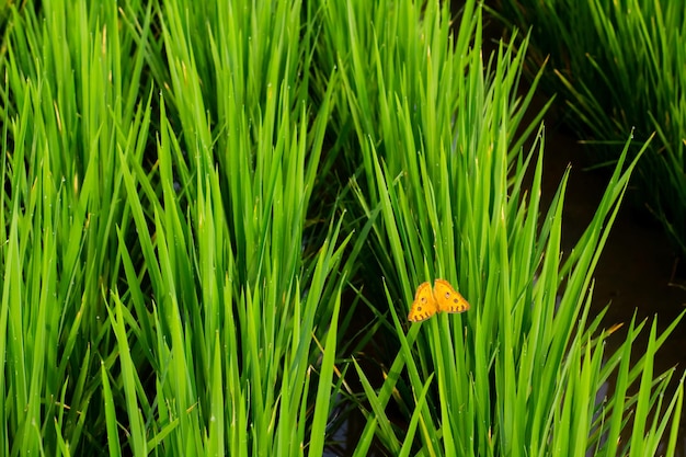 Uma borboleta laranja empoleirada em uma planta de arroz