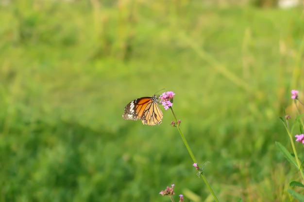 Foto uma borboleta monarca com pequenas flores rosa