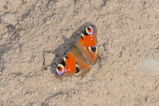 Uma borboleta na areia da praia