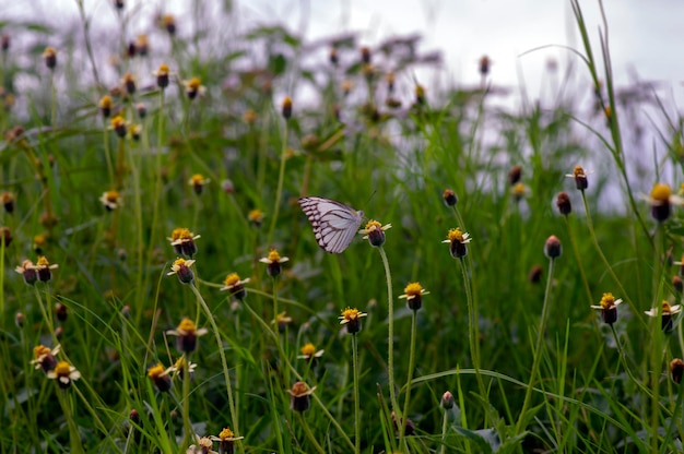 Uma borboleta na margarida mexicana tridax procumbens l pequenas flores amarelas no prado foco selecionado