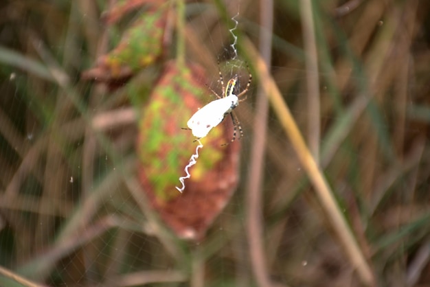 Uma borboleta nas patas de uma aranha enorme um fundo desfocado