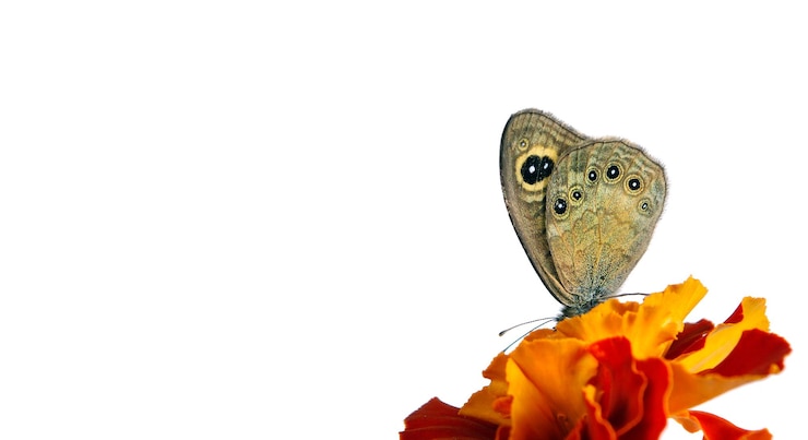 Foto uma borboleta numa flor com um fundo branco.