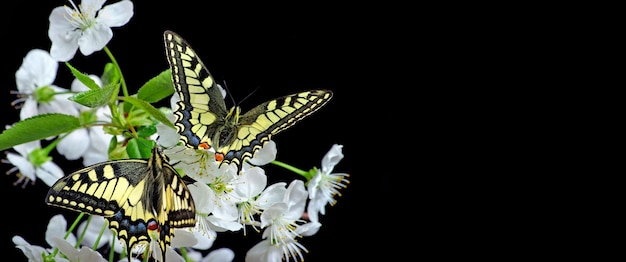 uma borboleta numa flor