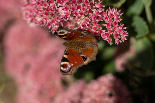 Uma borboleta pavão está comendo em uma flor rosa Sedum Repolho lebre Um canteiro com flores infestado por insetos Borboletas voam Natureza dia ensolarado Inseto Asas de borboleta
