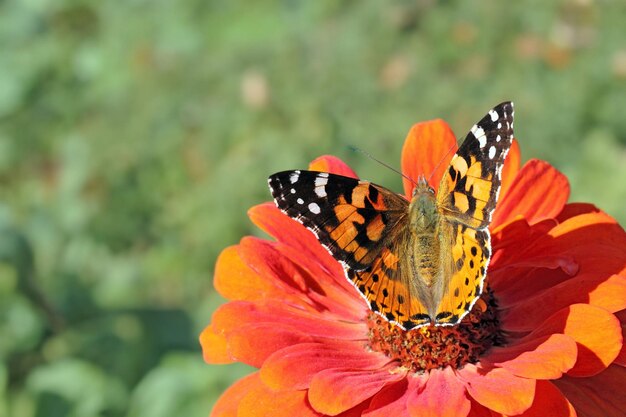 Uma borboleta pintada descansando graciosamente sobre uma flor de zínia contra um fundo verde exuberante mostrando as maravilhas da natureza