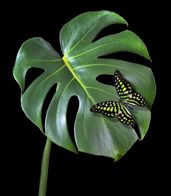 Uma borboleta pousa em uma folha que é verde e tem uma borboleta nela.