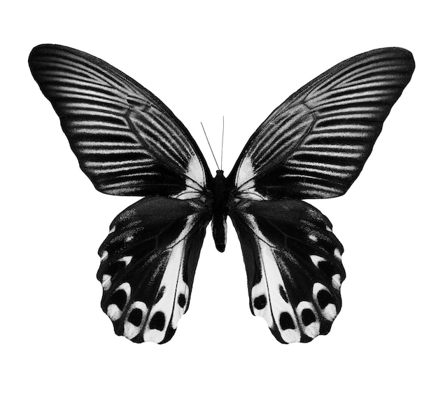 Foto uma borboleta preta e branca com um fundo branco