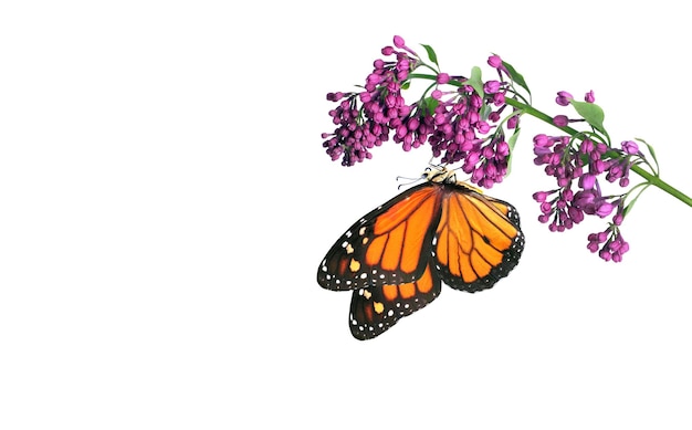 Uma borboleta que está em uma flor