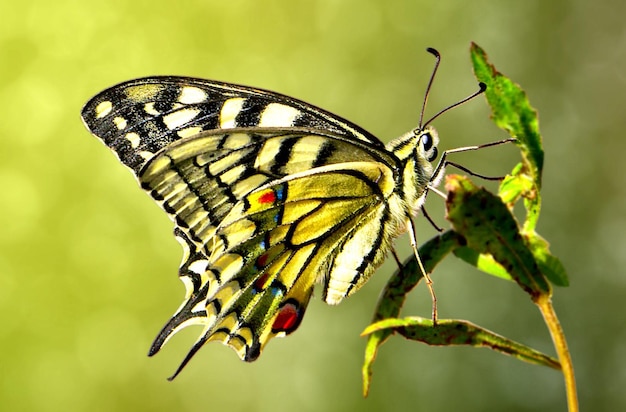 uma borboleta que está em uma planta com um fundo verde