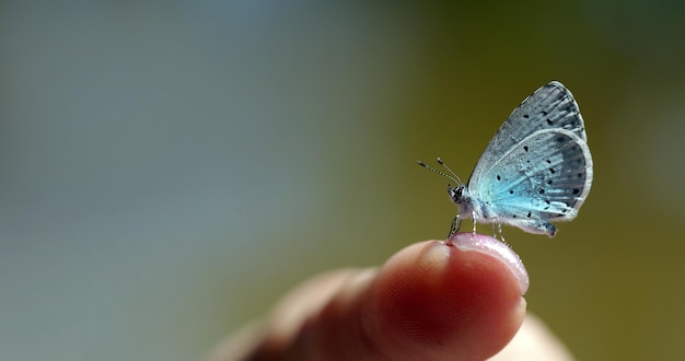 Uma borboleta sendo mantida por alguém com um fundo verde