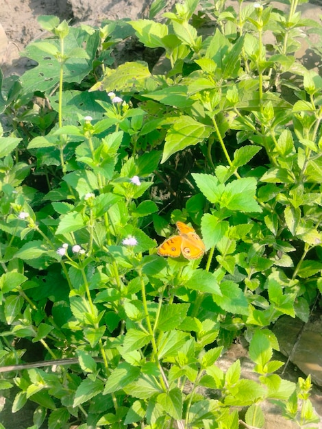 Foto uma borboleta senta-se em uma planta com flores roxas