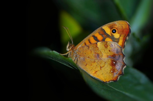 uma borboleta senta-se numa folha com um padrão amarelo e marrom