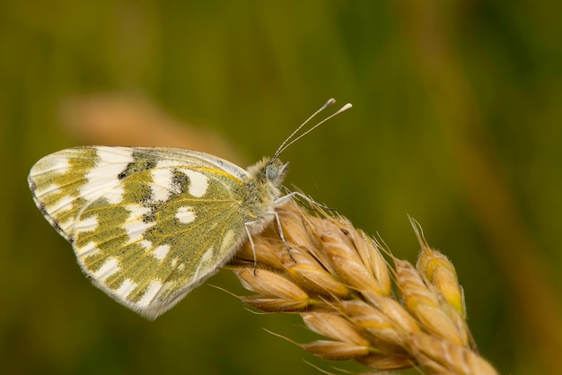 Uma borboleta verde e branca no trigo