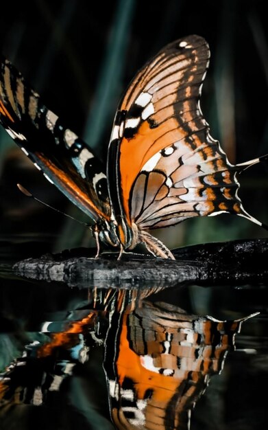 Foto uma borboleta voando com água e fundo preto