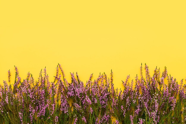 Uma borda de flores de urze comum rosa em um fundo amarelo