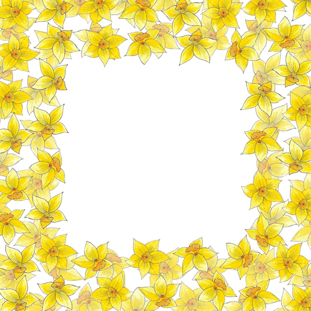 Uma borda quadrada de narcisos com um fundo branco.