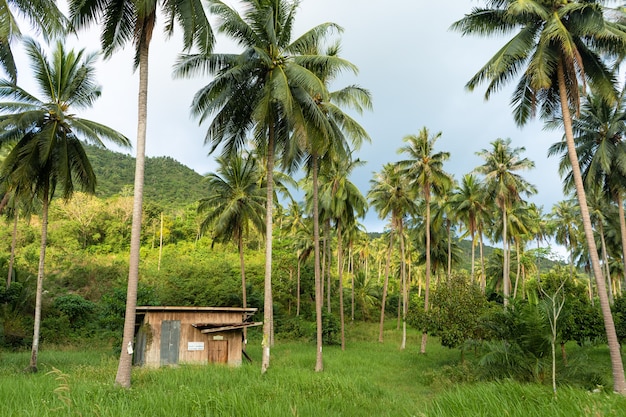 Uma cabana entre palmeiras na selva.