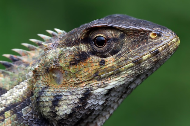 uma cabeça de closeup londok calotes em fundo natural