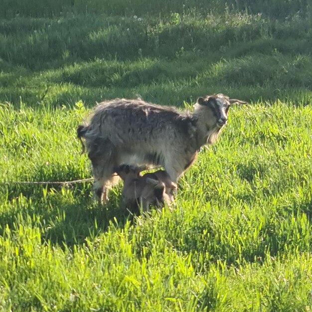 Uma cabra alimenta uma cabra bebê em um prado verde