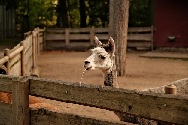 Uma cabra branca bonita no zoológico.