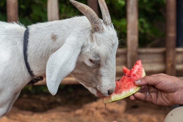 Uma cabra branca come uma melancia