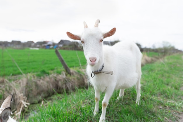 Uma cabra branca em um campo verde exuberante Foto de alta qualidade