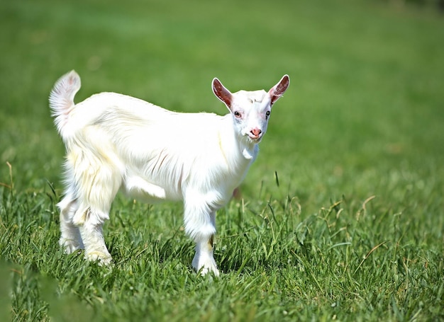 Uma cabra branca em um campo