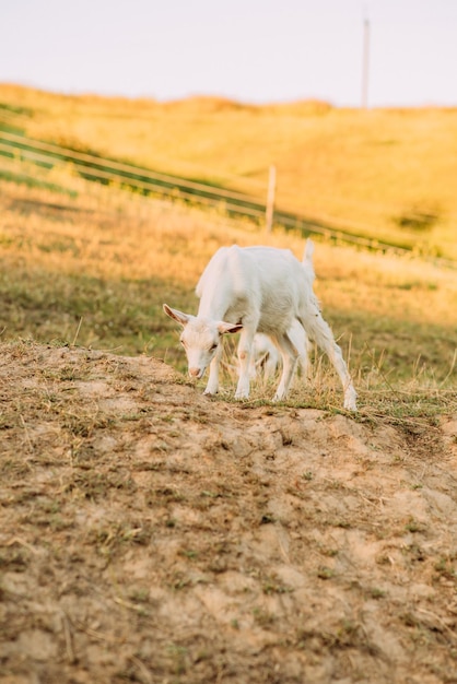 Uma cabra branca em um pasto