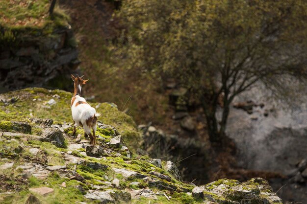 Foto uma cabra com chifres está de pé em uma encosta rochosa