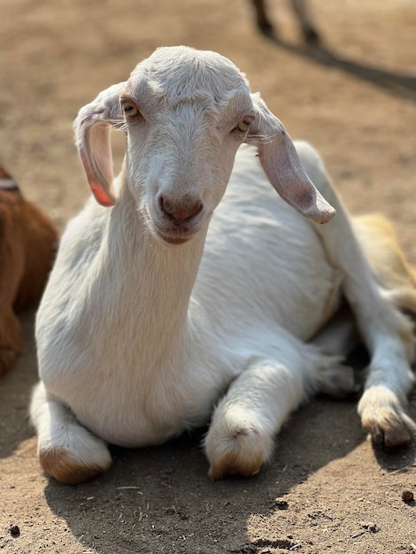 Foto uma cabra com coleira