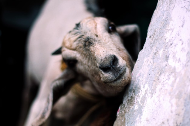 Uma cabra com nariz e boca apoiada em uma pedra.