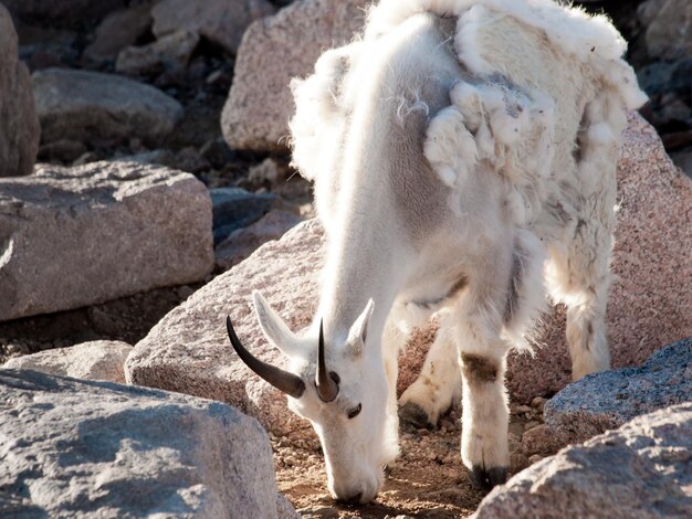 Uma cabra da montanha nas Montanhas Rochosas do Colorado