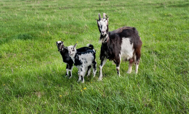 Uma cabra e duas crianças pastam na grama exuberante de um prado de primavera