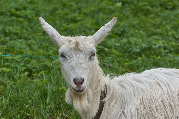 Uma cabra em um prado