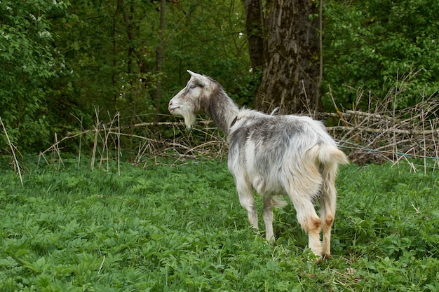 Uma cabra em um prado