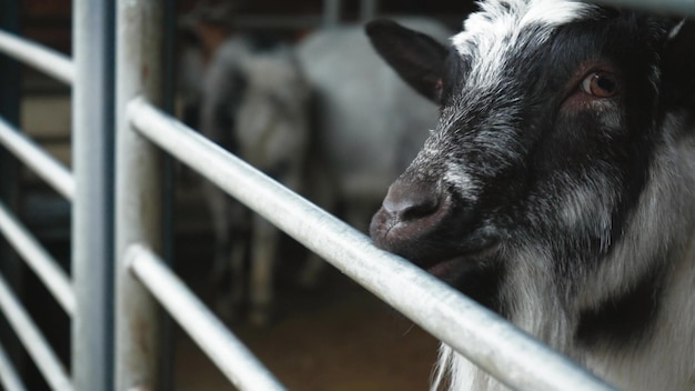 Uma cabra engraçada preta e branca escalou a cerca e pede comida das mãos das pessoas que passam Alimentando animais