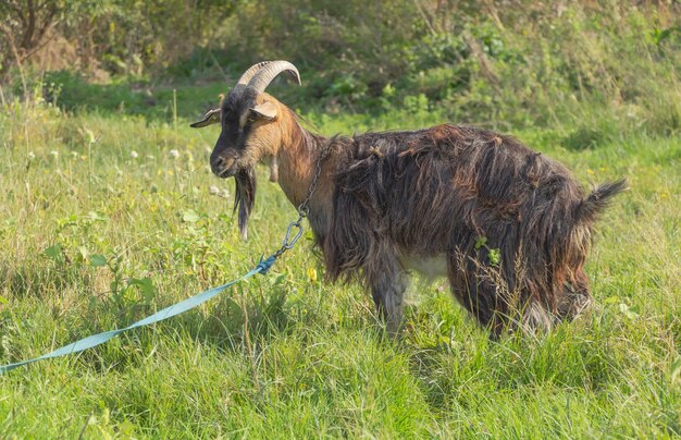 Uma cabra marrom amarrada no campo com grama