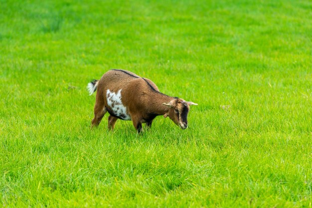 Uma cabra marrom comendo grama verde na fazenda