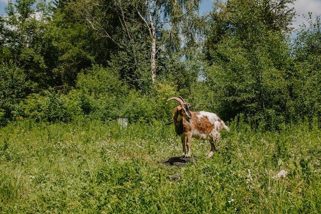 Uma cabra marrom fica em uma pedra em um campo