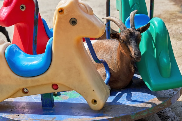 Uma cabra montesa com longos chifres está deitada em um carrossel de crianças entre figuras de animais de plástico