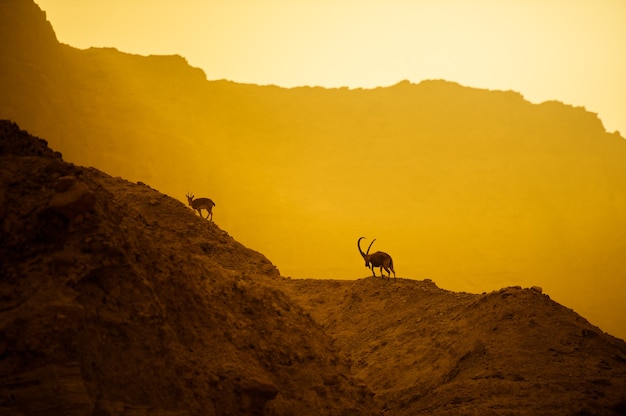Uma cabra montesa nas encostas de uma montanha no deserto israelense.