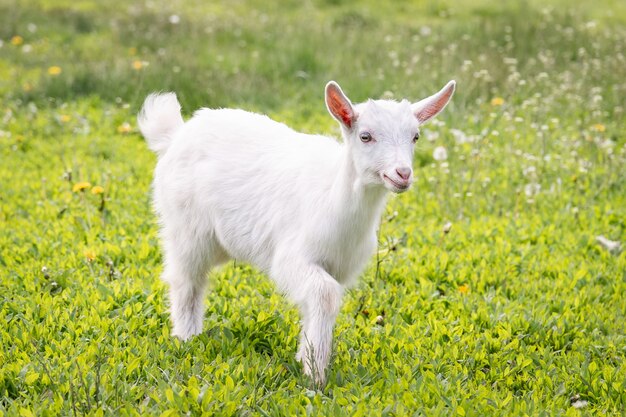 uma cabra pastando em um prado verde