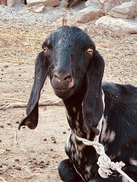 Foto uma cabra preta com uma corda em volta da boca