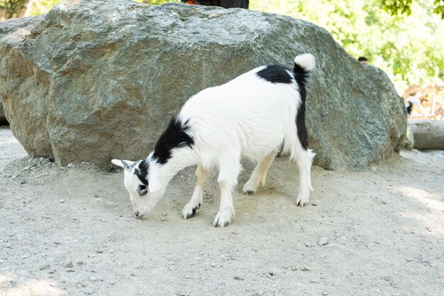 Uma cabrinha preta e branca fica perto de uma rocha de uma grande pedra